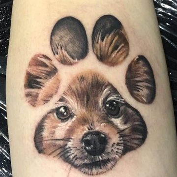 лапы кошка, собака (39)