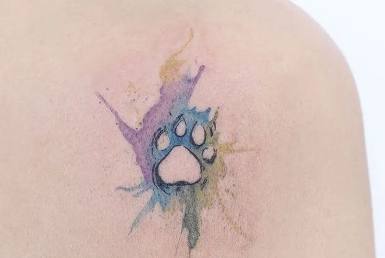 лапы кошка, собака (35)