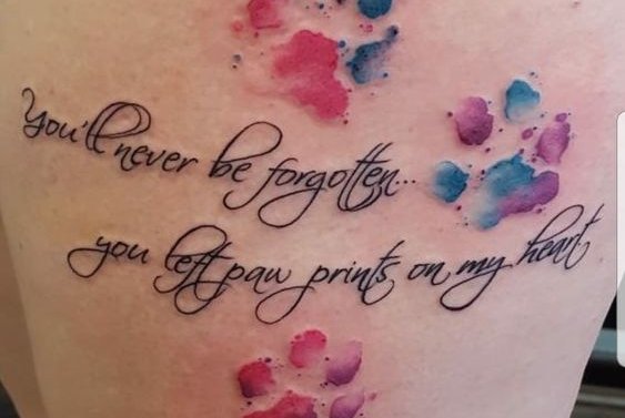 лапы кошка, собака (40)