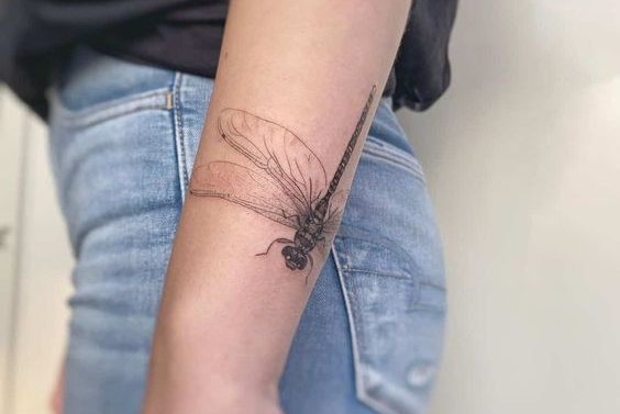 стрекоза (19)