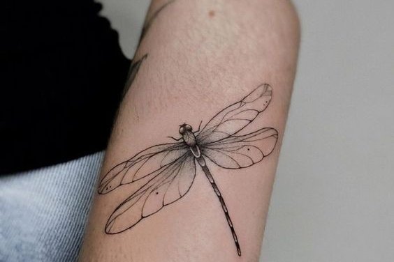 стрекоза (20)