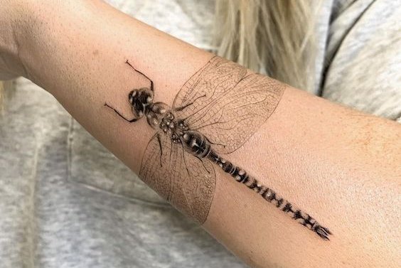 стрекоза (31)